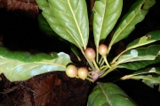 <strong>Elaeocarpus hortensis - Gâteblé Gildas - 313</strong><br />© Gâteblé Gildas